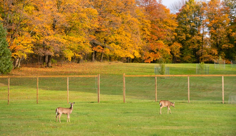 Fencing Out Deer Requires Effort—But It’s Worth It