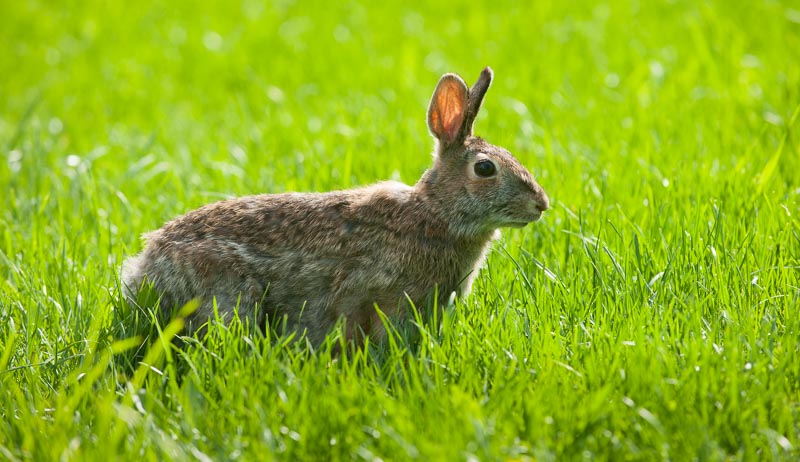 Rabbit In The Garden? It’s A Common Frustration