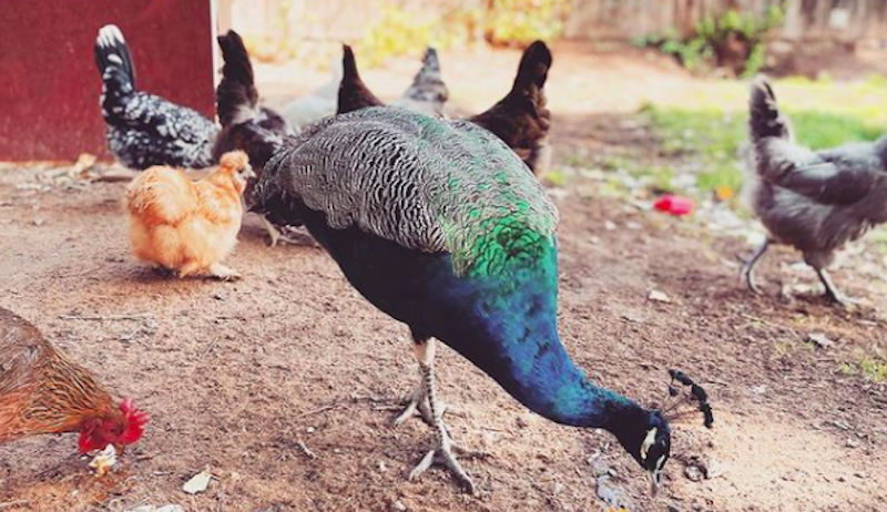 Meet The Curious Peacocks & Tubby Chickens Of Mader’s Coop