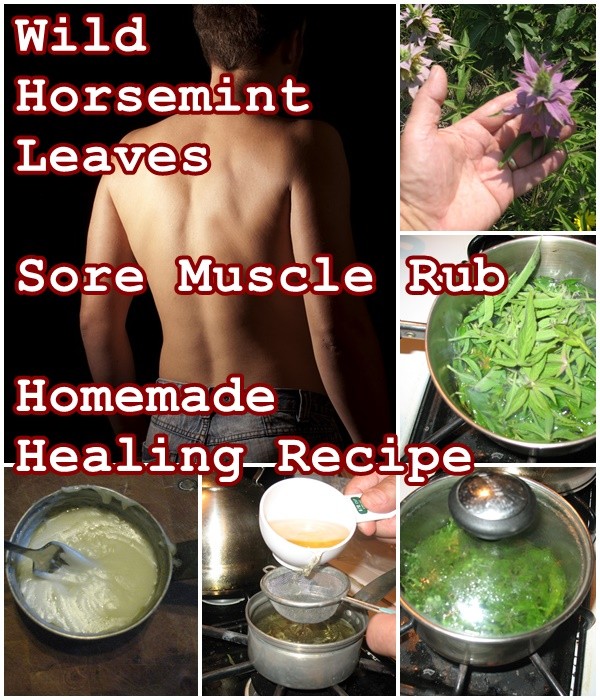 Wild Horsemint Leaves Sore Muscle Rub Homemade Healing Recipe