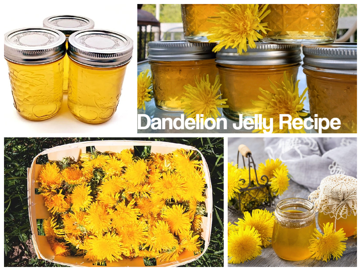 Dandelion Jelly Recipe – The Homestead Survival