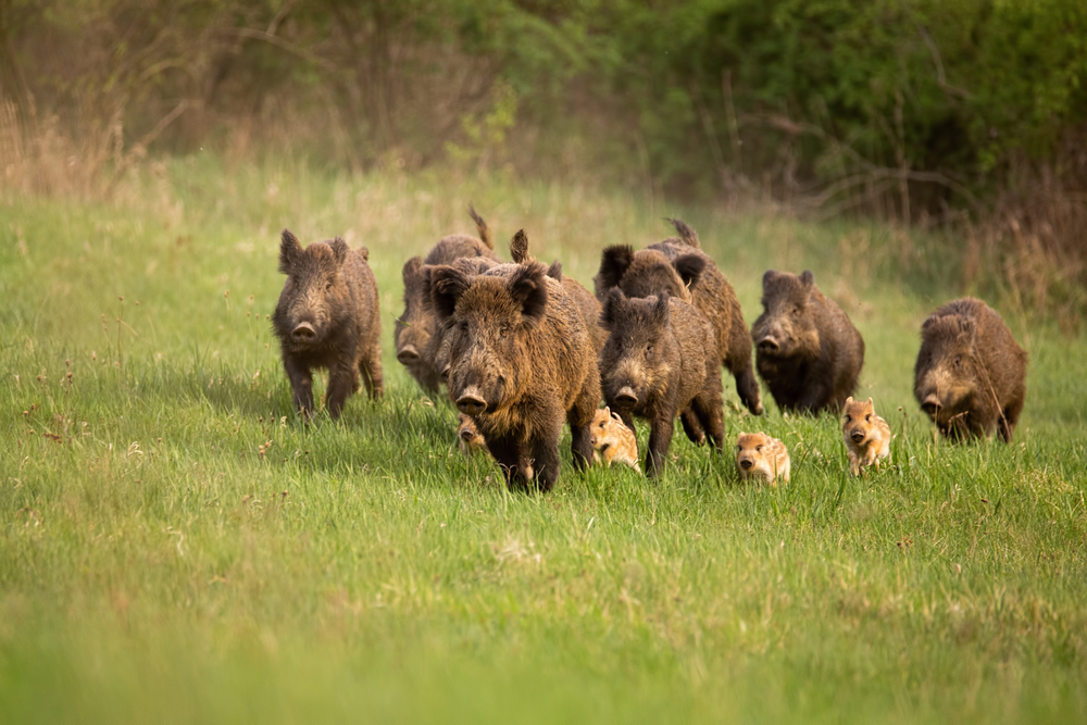 Hunting wild hogs: few tricks you need up your sleeve