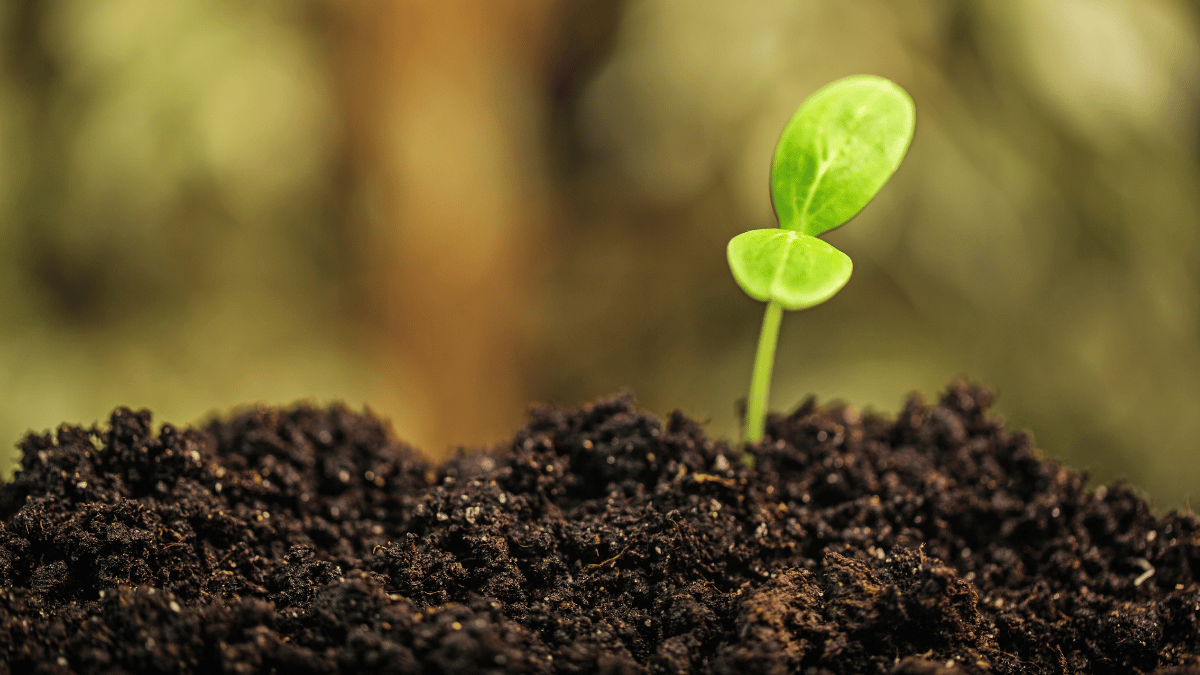Why we can’t let soils be messed up, it’s essential for life on Earth!