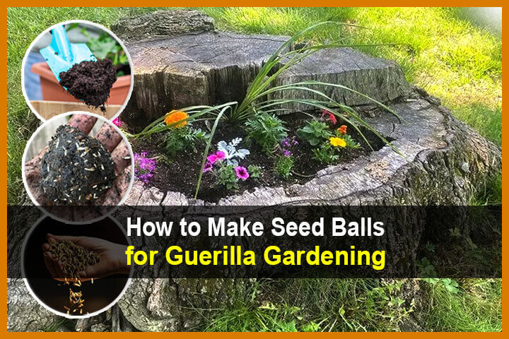 How to Make Seed Balls for Guerilla Gardening