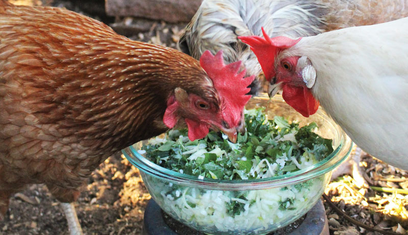 Make DIY Chicken Treats For A Happy, Healthy Flock