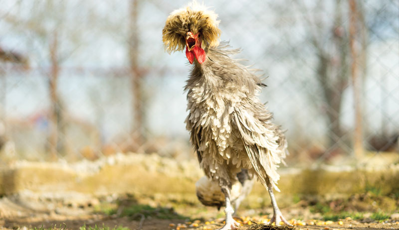 Some Chicken Behavior Can Be Downright Wacky!