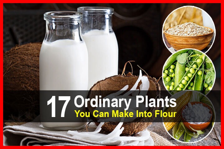 17 Ordinary Plants You Can Make Into Flour