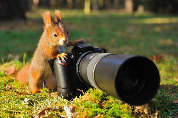 Tips for Wildlife Photography | Homesteading Simple Self Sufficient Off-The-Grid