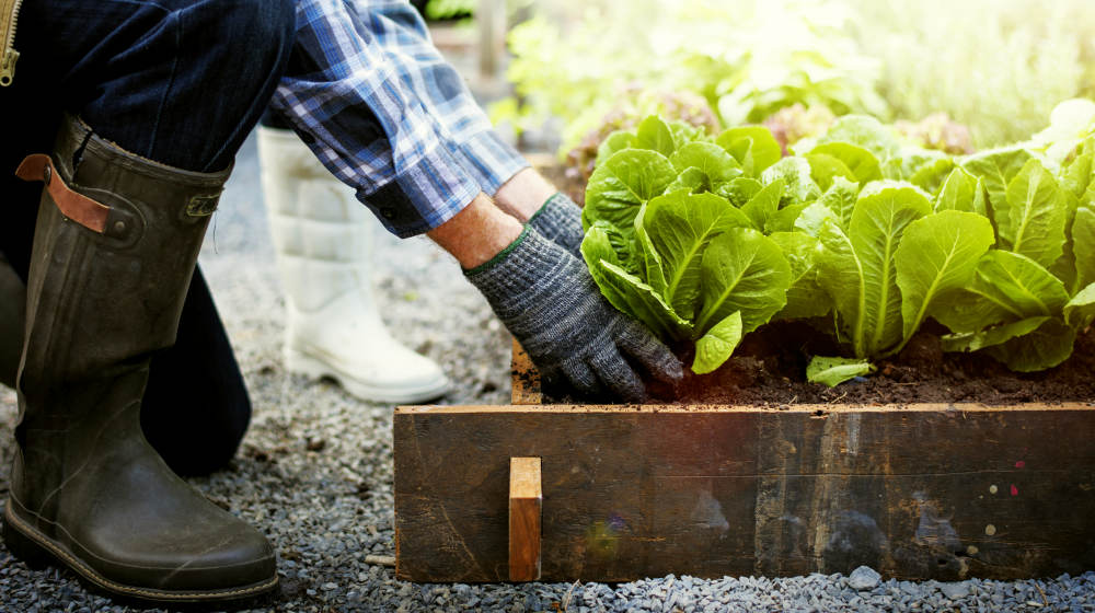 5 Gardening Tips to Make the Most of Your Harvest