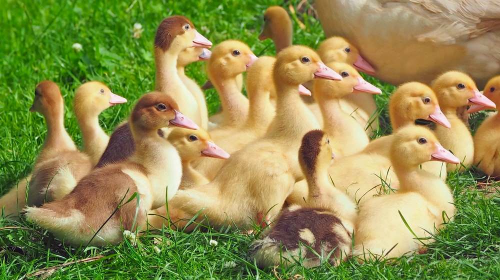 How To Raise Ducks For Eggs | Tips & Tricks