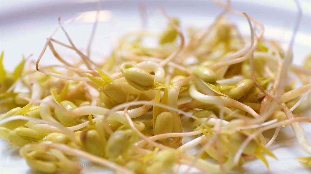 How To Grow Sprouts At Home In Just 1 Week