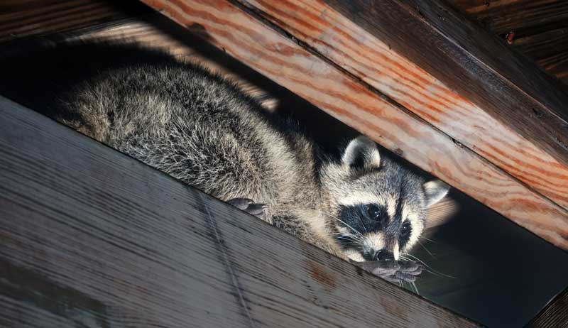 Protecting Against Raccoons, A Poultry Super Predator