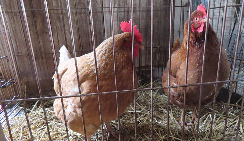 Backyard Biosecurity: 6 Tips for a Chicken Flock