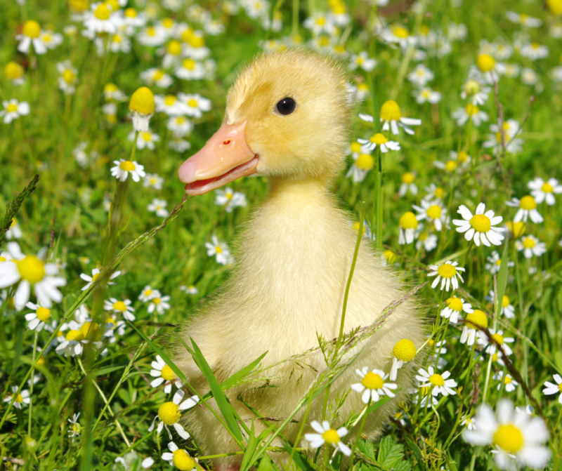 What to Feed Baby Ducks for Proper Nutrition