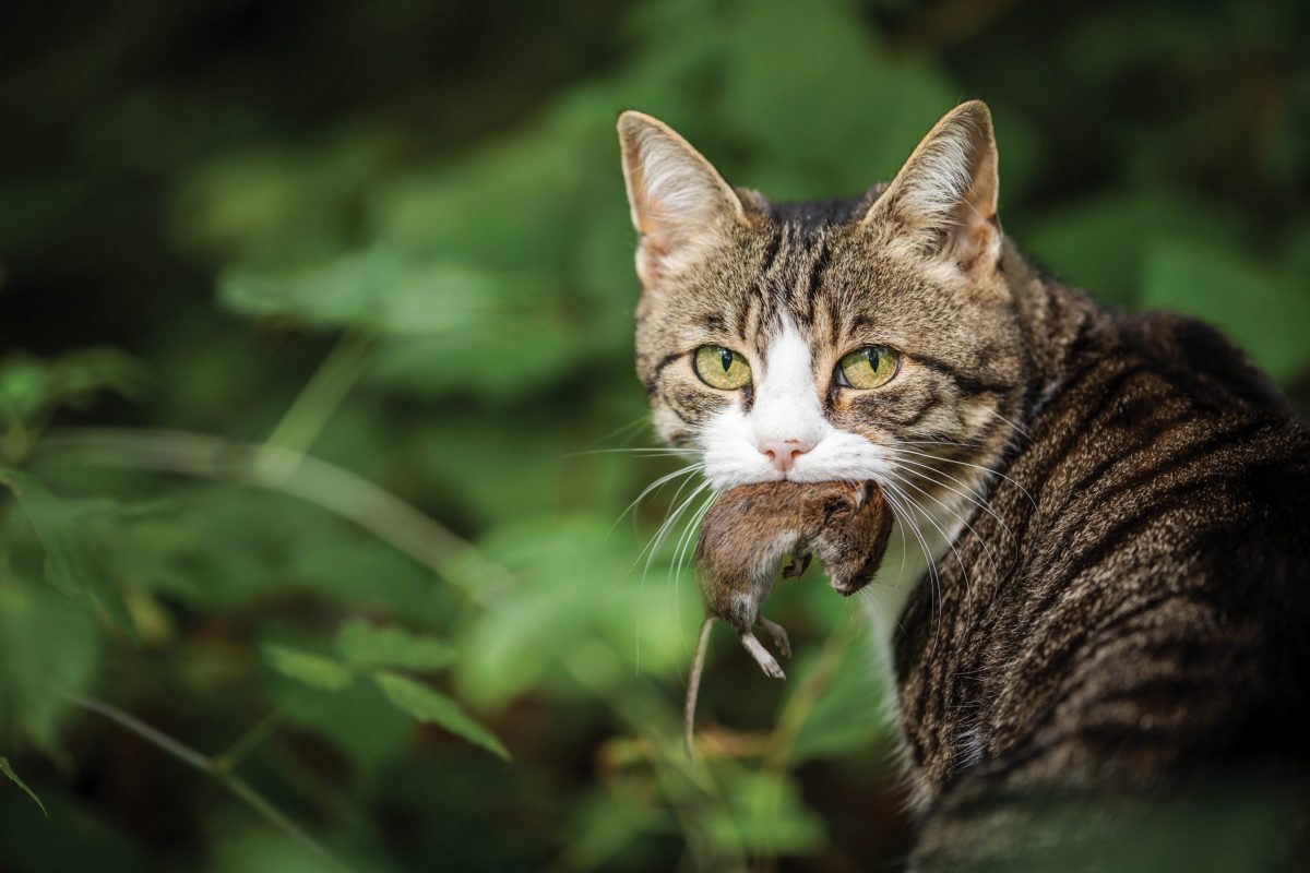 The homestead cat – Backwoods Home Magazine