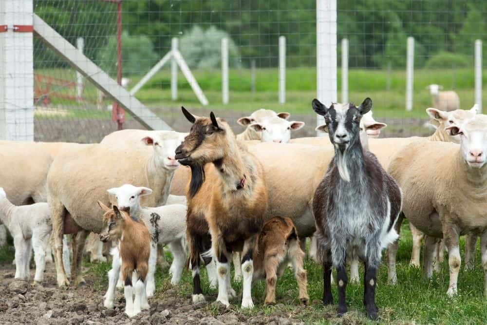 Goats or Sheep for Homestead? Here’s How to Choose