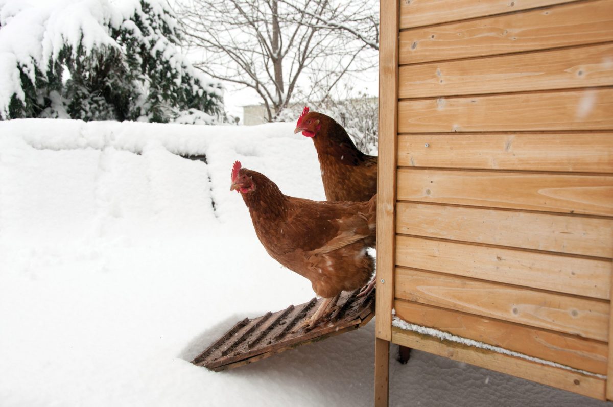 Caring for your chickens in winter