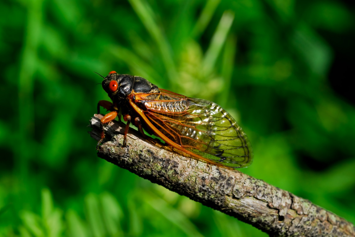 Trillions Of Brood X Cicadas Are Preparing To Emerge