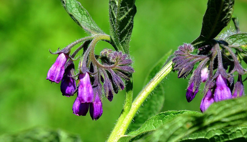 From The Herb Garden: You Must Consider Comfrey!