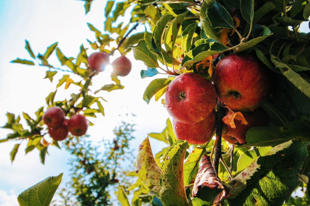 10 Tips for Developing a Permaculture Orchard