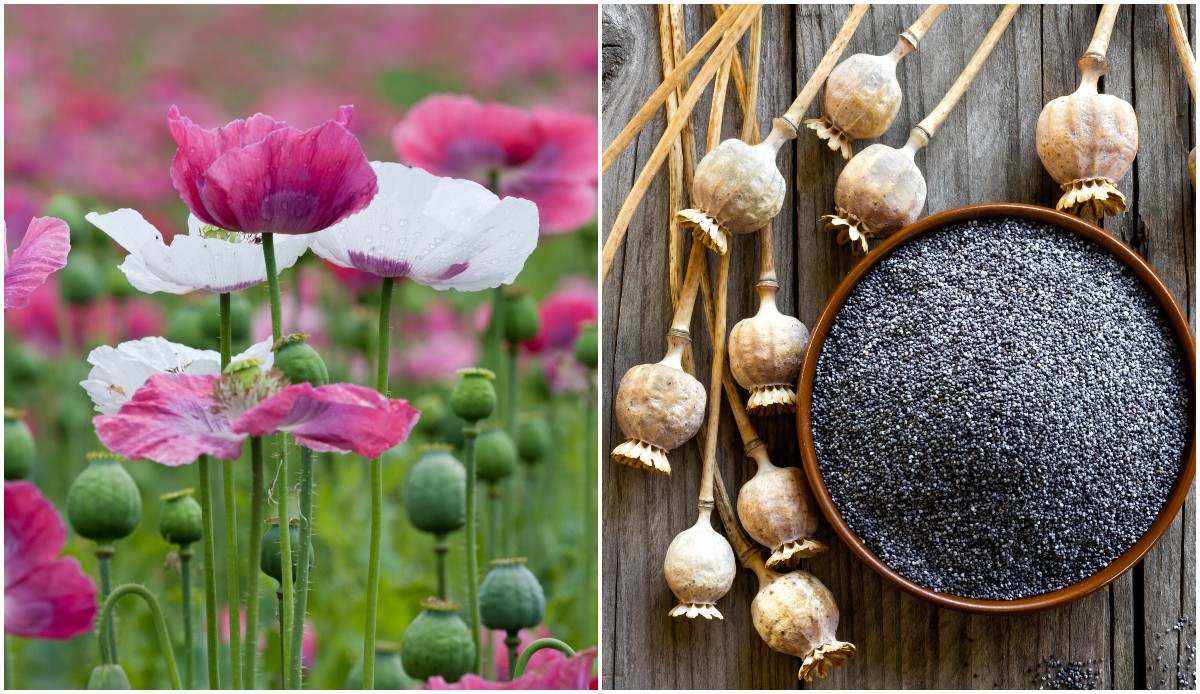 8 Delicious Reasons to Grow Breadseed Poppies