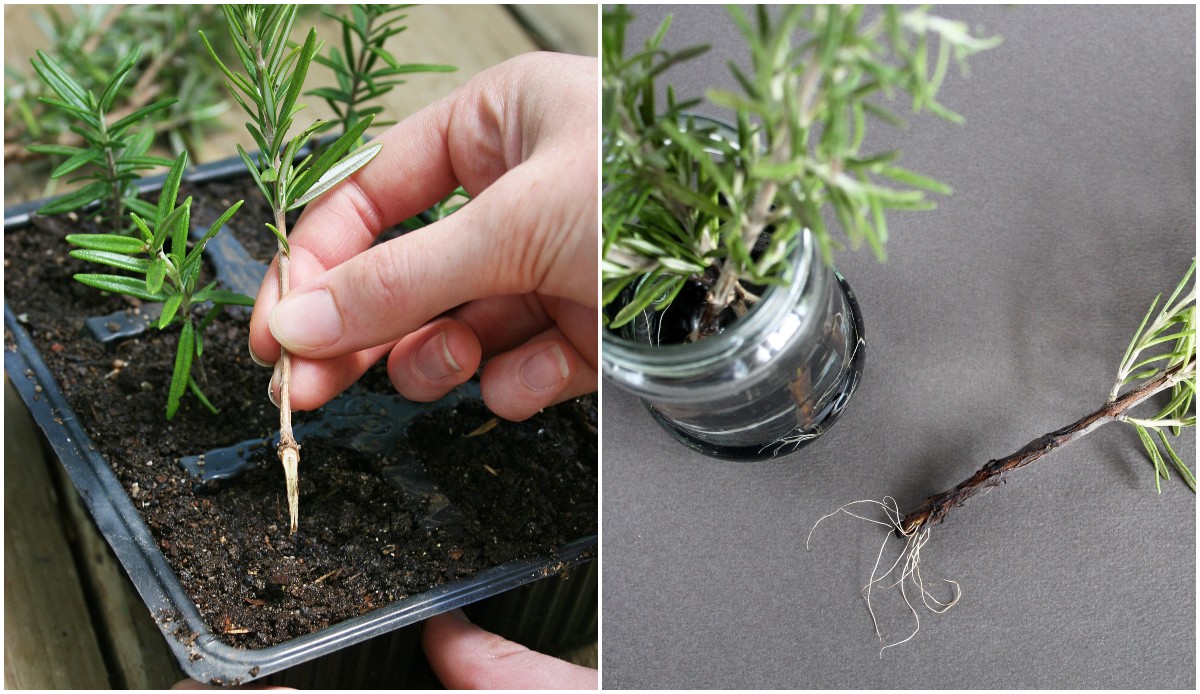 15 Herbs to Propagate From Cuttings & How To Do It