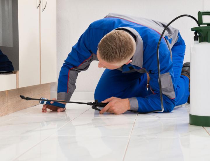 Common household pest problems and their solutions
