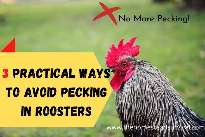 3 Practical Ways to Avoid Pecking In Roosters