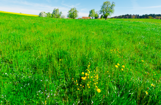 Pasture Cropping – Profitable Regenerative Agriculture