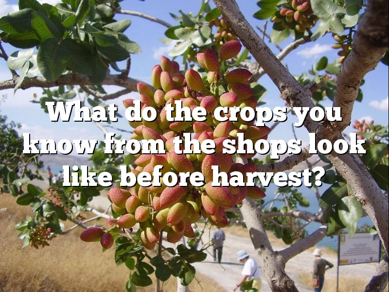 What do the crops you know from the shops look like before harvest? Some photos will surprise you