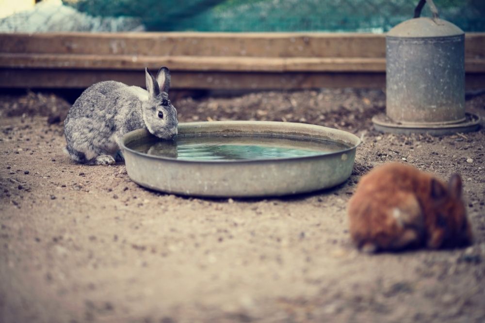 Should I Have My Rabbit Use a Water Bowl or Water Bottle?