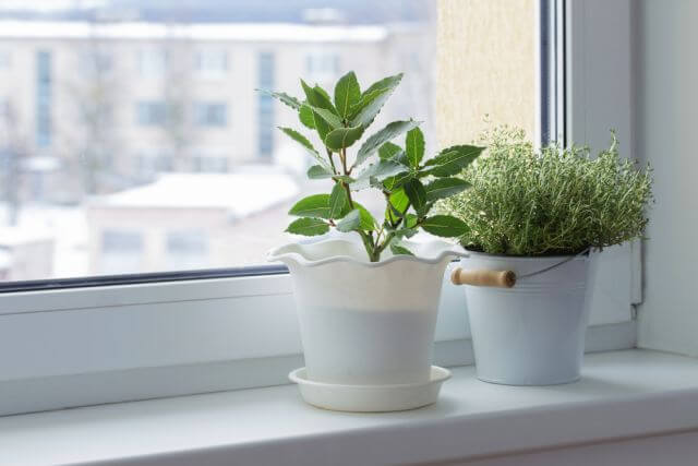 How to keep an indoor winter herb garden