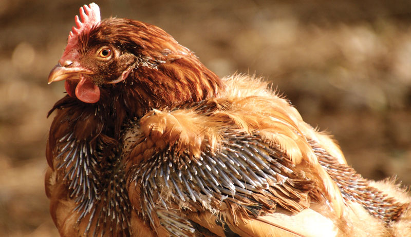 What To Do About Wintertime Feather Loss In Chickens