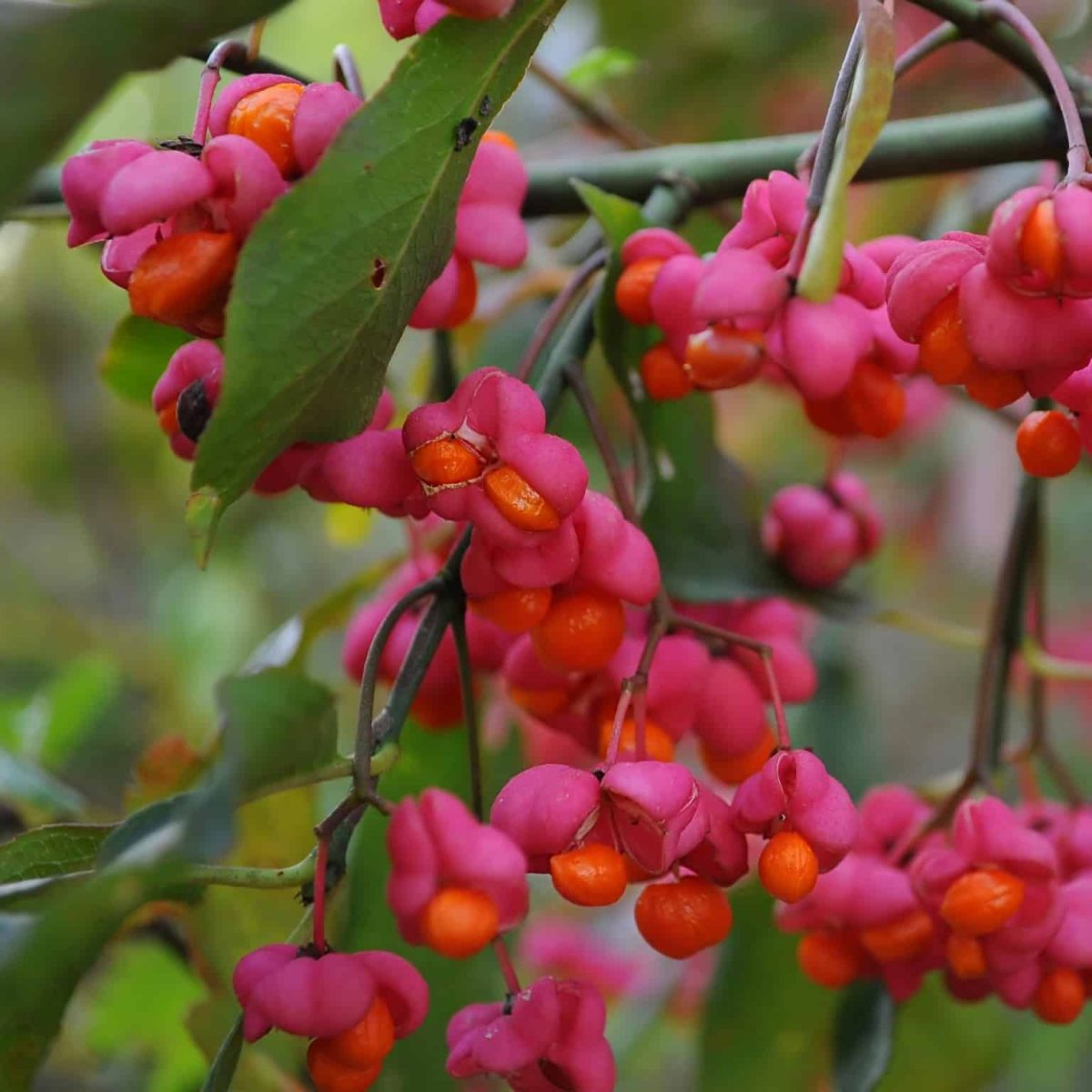 27 Berries that are Poisonous – Stay Away From Them!