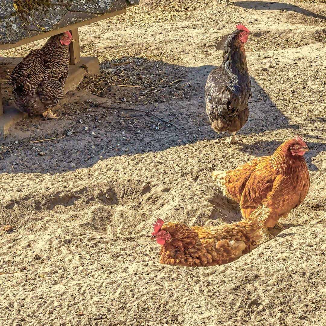 15 Things to Add in Your Chicken Dust Bath (and 7 Not To)