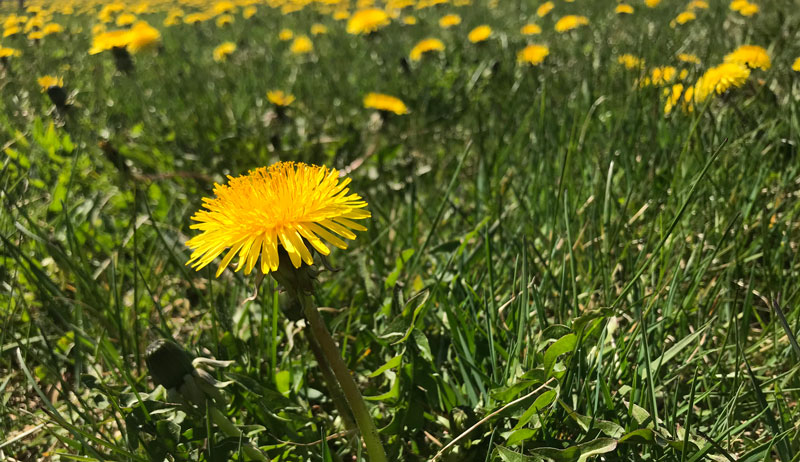 From The Herb Garden: Dandelion Is More Than A Weed! 