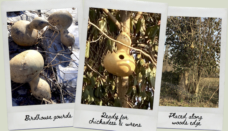 From Field to Tree: How To Make A Gourd Birdhouse