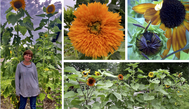 Attract Birds, Wow Neighbors & Brighten Your Bouquets With A Mixed Sunflower Garden
