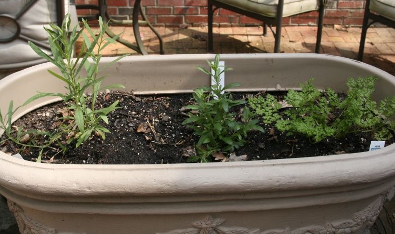 Patio Herbs, Spices, Peppers, and Tomatoes