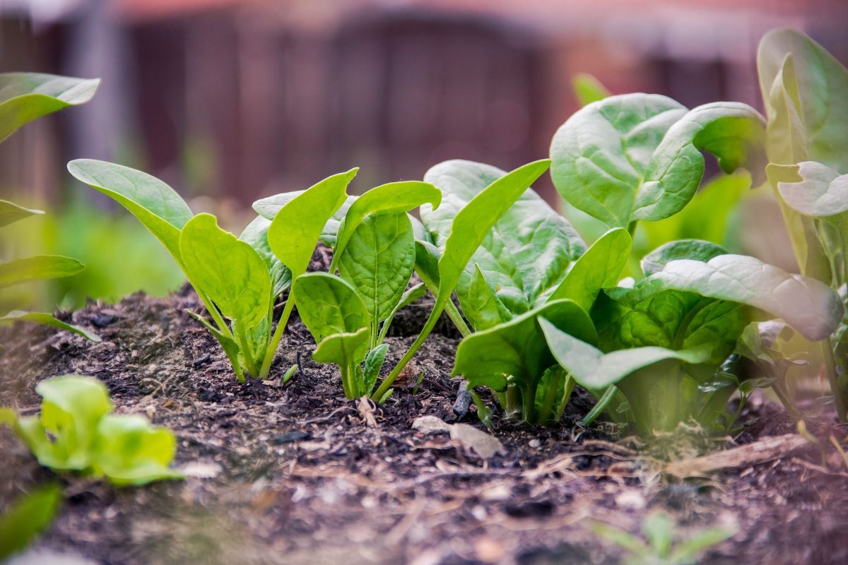 How To Grow Spinach And Enjoy The Harvest All Year Long