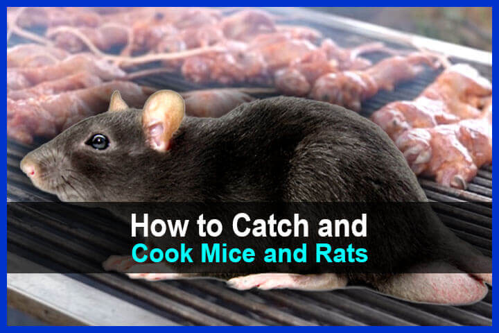 How to Catch and Cook Mice and Rats