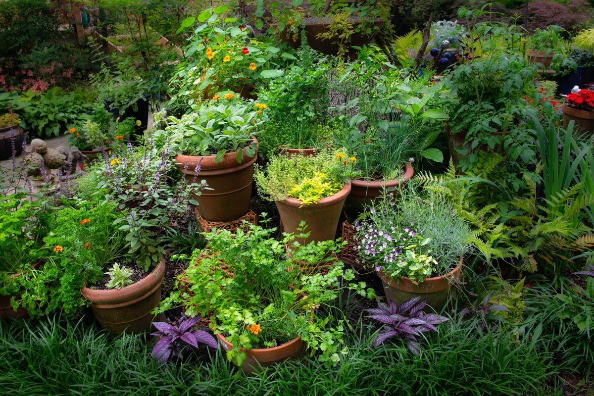 5 Tips for Producing an Abundance of Herbs in Your Garden