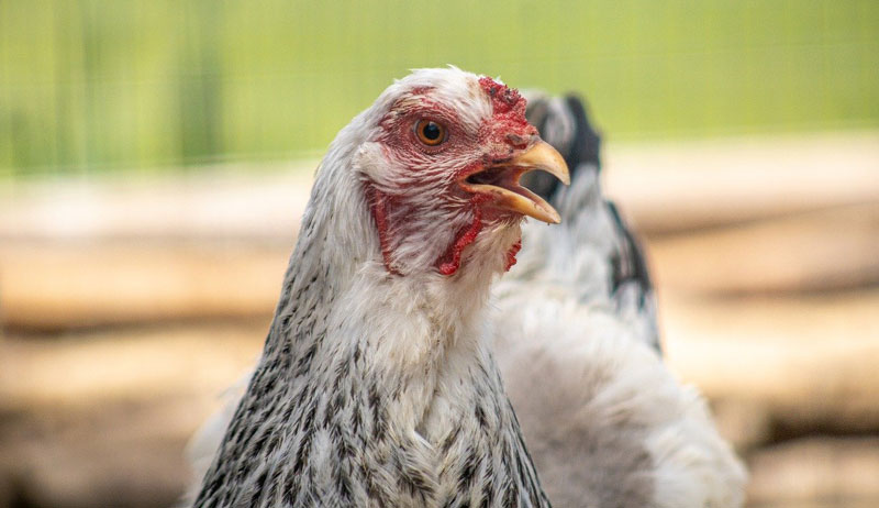 What Should You Do After An Unexpected Chicken Death?