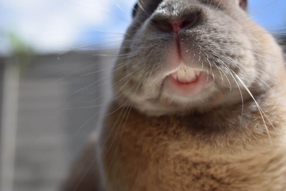 Do Rabbit Teeth Grow Back if They Fall Out?