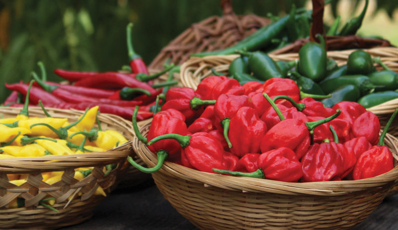 Grow Peppers To Spice Things Up At Dinner & Market
