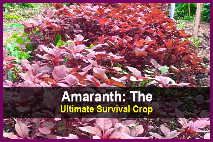 Amaranth: The Ultimate Survival Crop