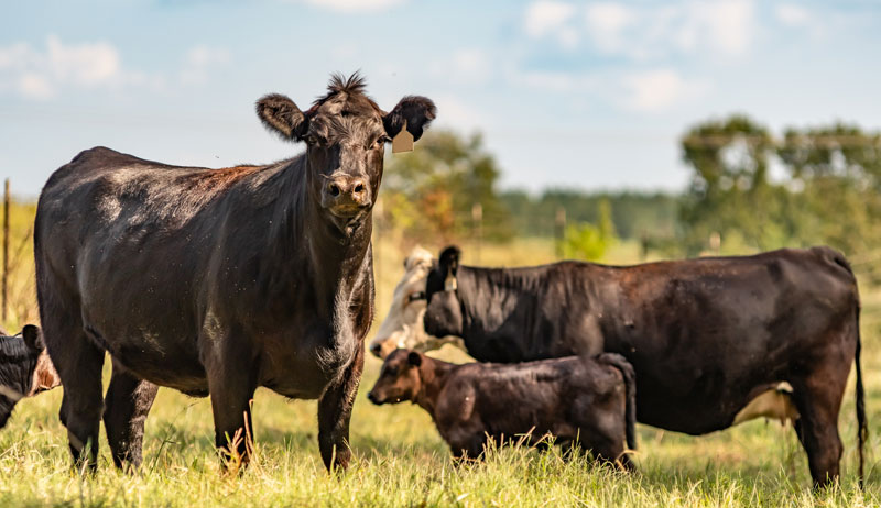 8 Tips For Getting Started With Beef Cattle