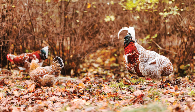 Free-Ranging Chickens, By The Seasons