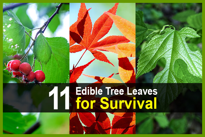 11 Edible Tree Leaves for Survival