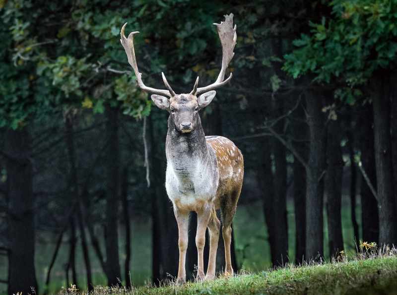 The Benefits of Using Rubber Hunting Boots For Deer Hunting